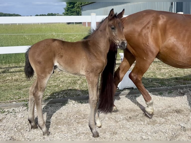 Westfale Hengst  168 cm Brauner in Recke