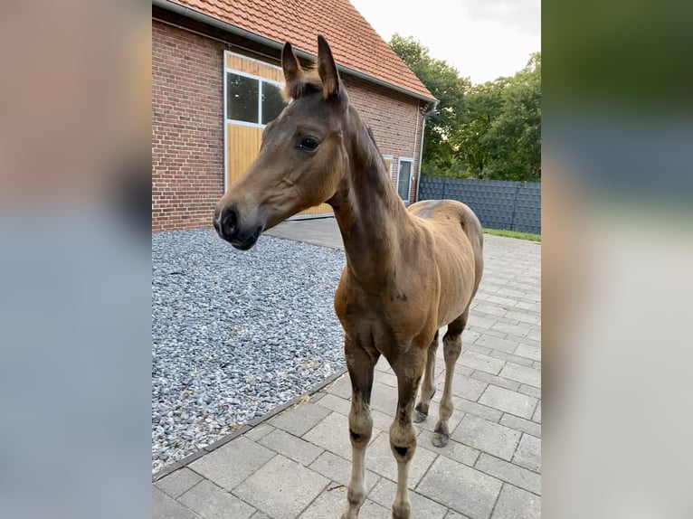 Westfale Hengst  168 cm Brauner in Recke
