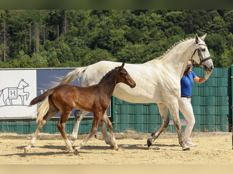 Westfale Hengst Fohlen (04/2025) 168 cm Brauner in Odenthal