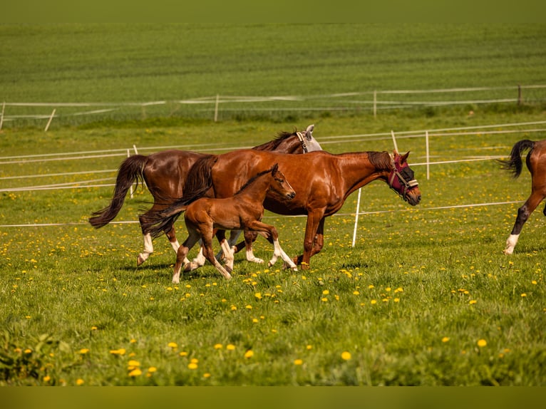 Westfale Hengst  168 cm Brauner in Beverungen