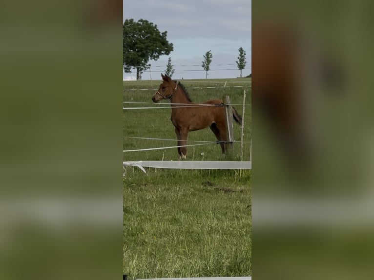 Westfale Hengst  168 cm Brauner in Beverungen