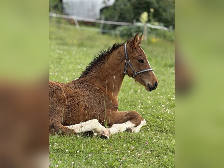 Westfale Hengst  168 cm Brauner in Beverungen