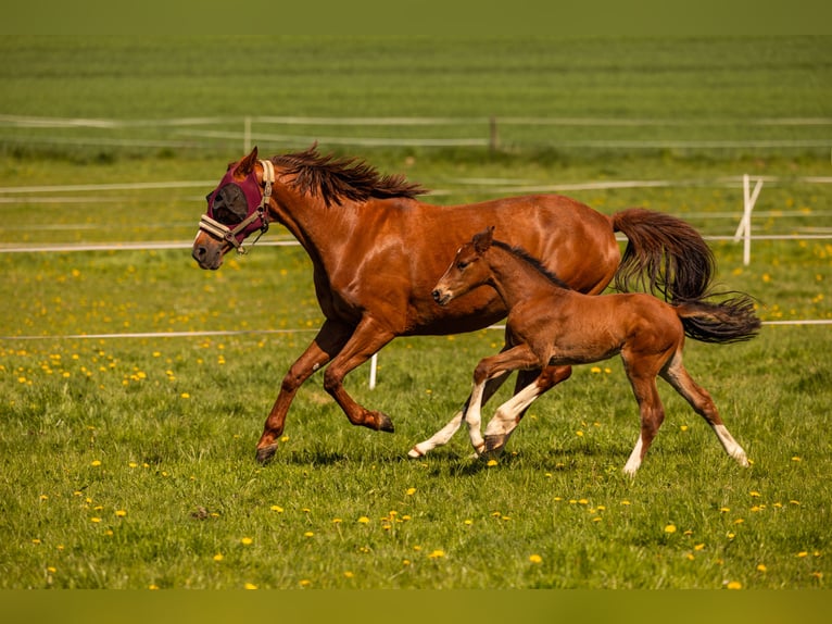 Westfale Hengst  168 cm Brauner in Beverungen