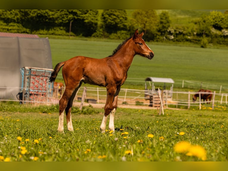 Westfale Hengst  168 cm Brauner in Beverungen