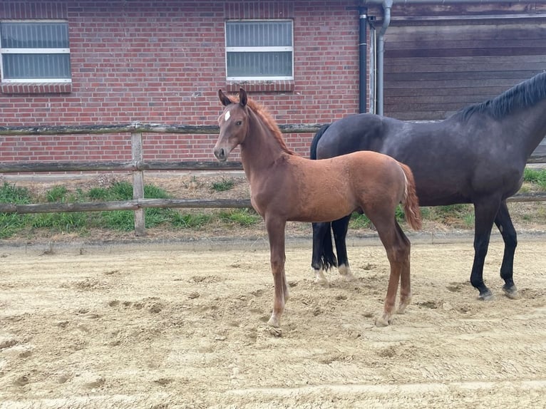 Westfale Hengst Fohlen (04/2026) 168 cm Fuchs in Nottuln