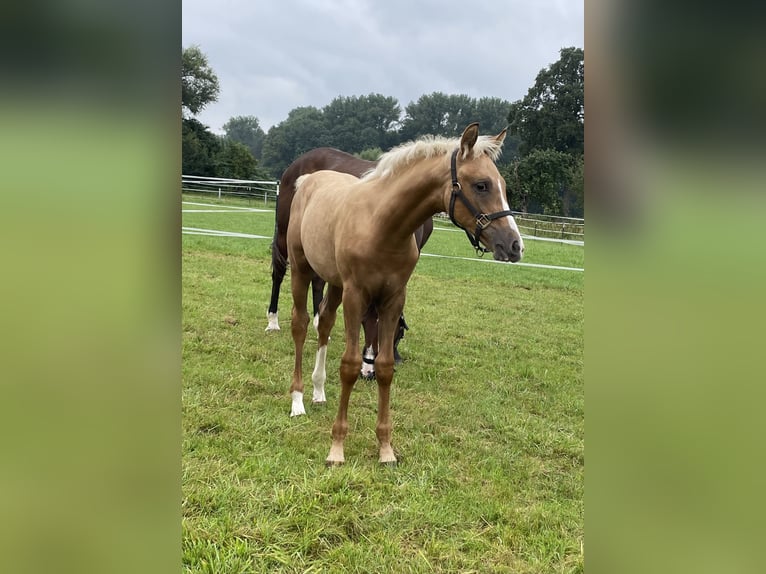 Westfale Hengst Fohlen (01/2024) 168 cm Palomino in Viersen