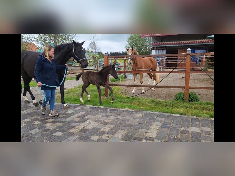 Westfale Hengst  168 cm Schwarzbrauner in Mindelheim