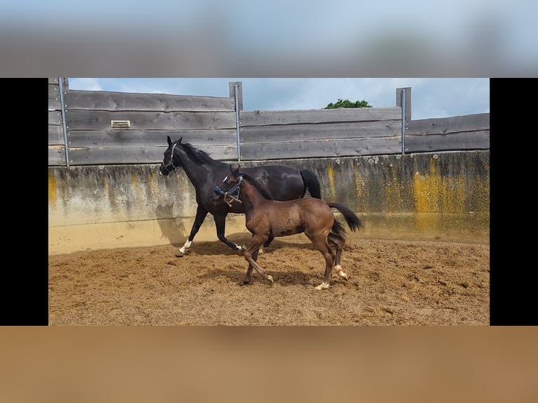 Westfale Hengst  168 cm Schwarzbrauner in Mindelheim