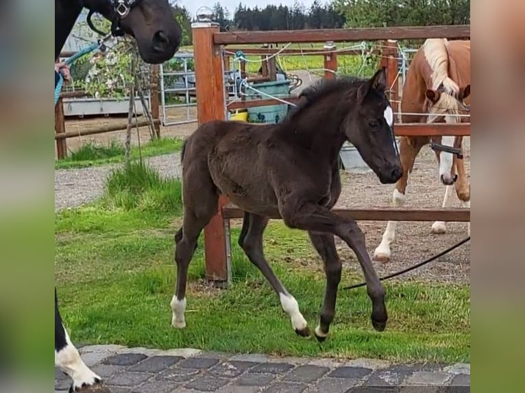 Westfale Hengst  168 cm Schwarzbrauner in Mindelheim