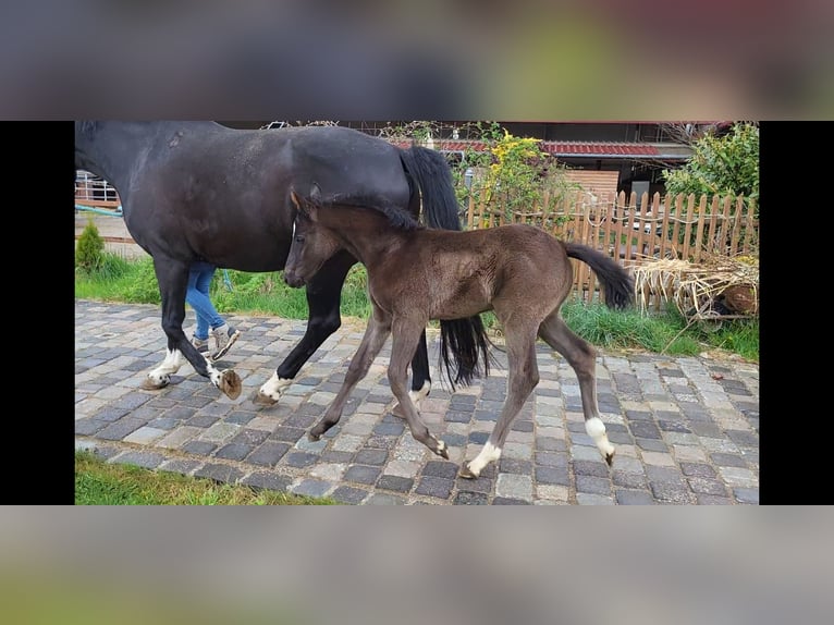 Westfale Hengst  168 cm Schwarzbrauner in Mindelheim