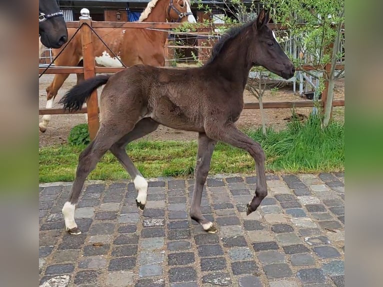 Westfale Hengst  168 cm Schwarzbrauner in Mindelheim