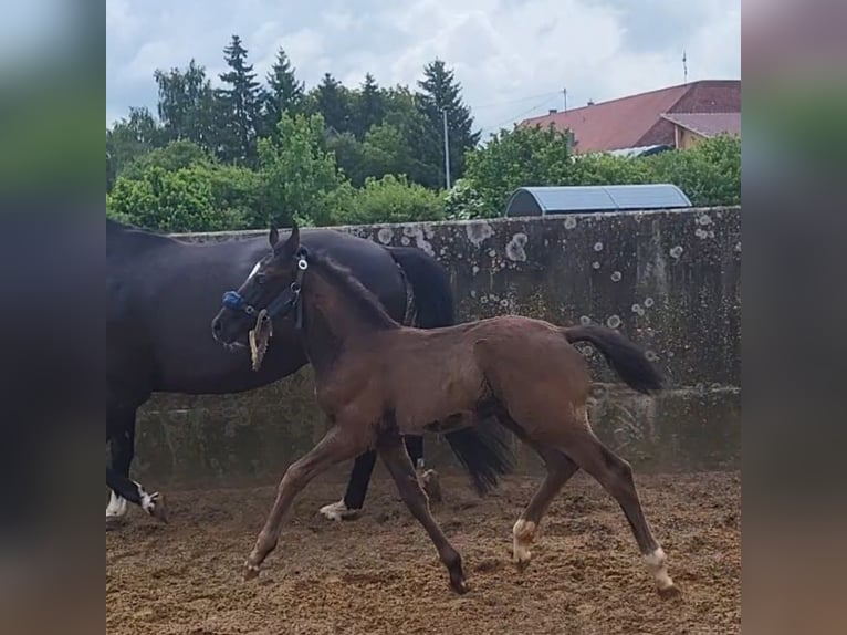 Westfale Hengst  168 cm Schwarzbrauner in Mindelheim