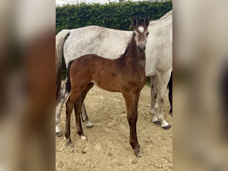 Westfale Hengst  169 cm Schimmel in Warendorf