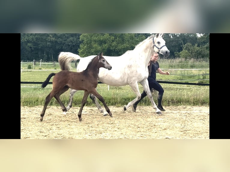 Westfale Hengst  169 cm Schimmel in Warendorf