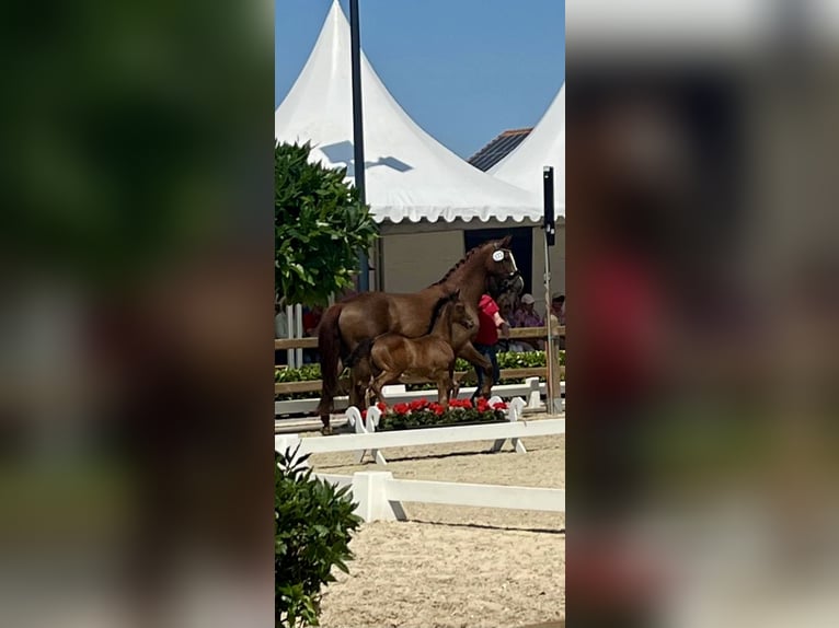 Westfale Hengst Fohlen (04/2025) 170 cm Brauner in D&#xFC;lmenD&#xFC;lmen