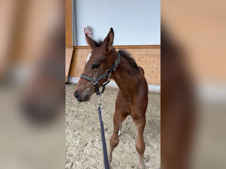 Westfale Hengst  170 cm Brauner in Warendorf