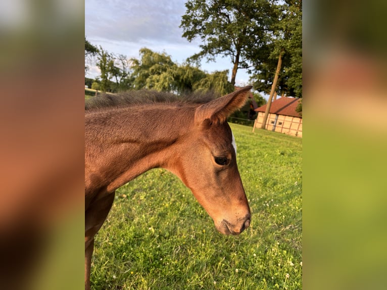 Westfale Hengst  170 cm Brauner in Warendorf