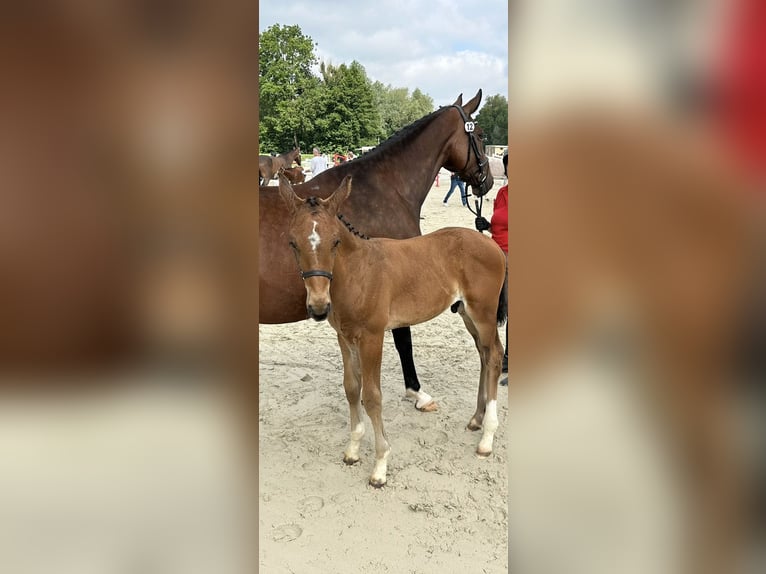 Westfale Hengst  170 cm Brauner in Kalletal