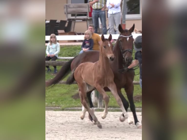Westfale Hengst  170 cm Brauner in Kalletal
