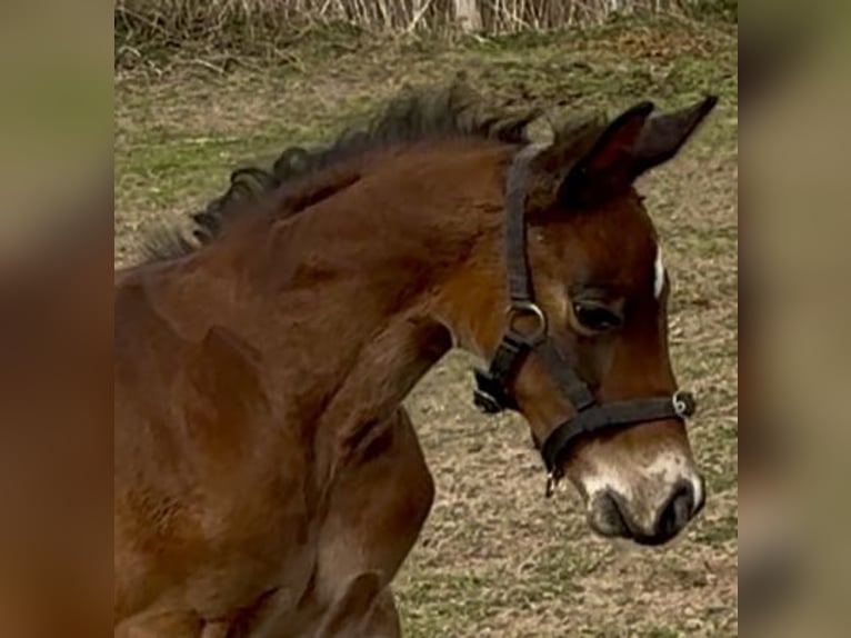Westfale Hengst  170 cm Brauner in Emmerthal