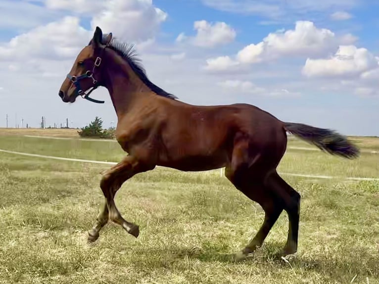 Westfale Hengst Fohlen (06/2024) 170 cm Brauner in Cashion