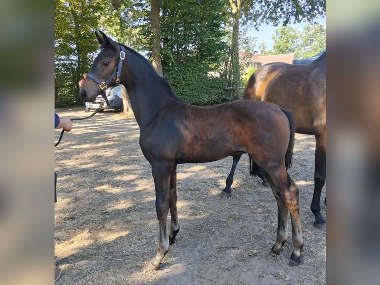 Westfale Hengst Fohlen (05/2026) 170 cm Dunkelbrauner in Isterberg