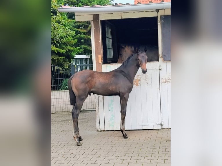 Westfale Hengst Fohlen (05/2026) 170 cm Dunkelbrauner in Isterberg