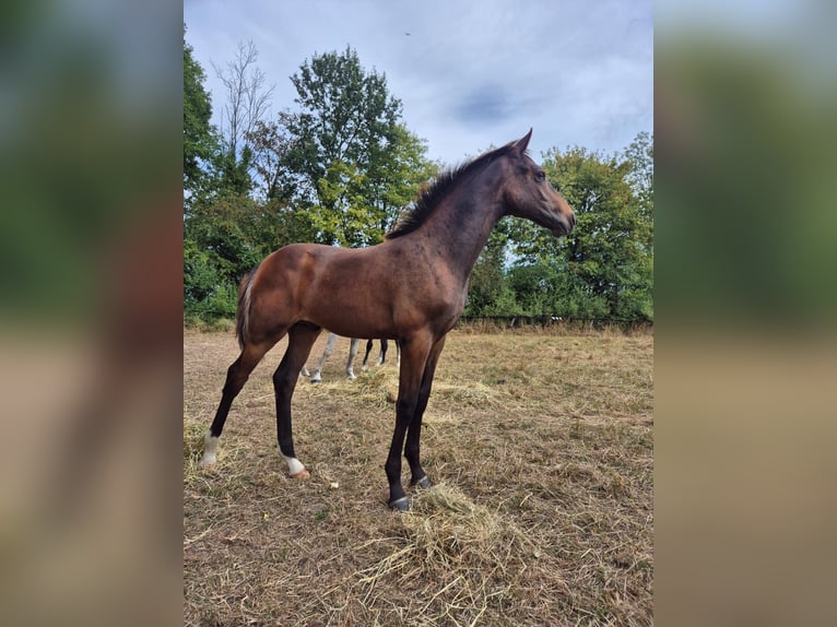 Westfale Hengst Fohlen (04/2026) 170 cm Dunkelbrauner in Nordkirchen