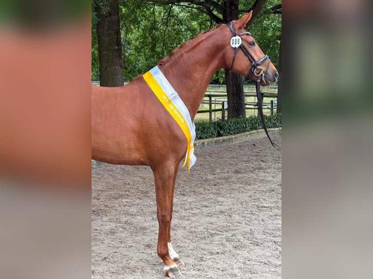 Westfale Hengst Fohlen (03/2026) 170 cm Dunkelbrauner in Spelle