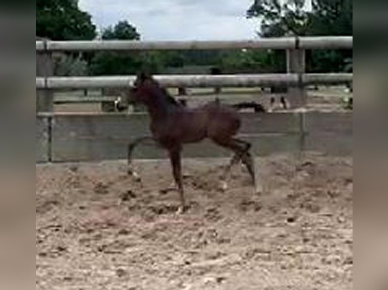 Westfale Hengst Fohlen (06/2024) 170 cm Dunkelbrauner in Telgte