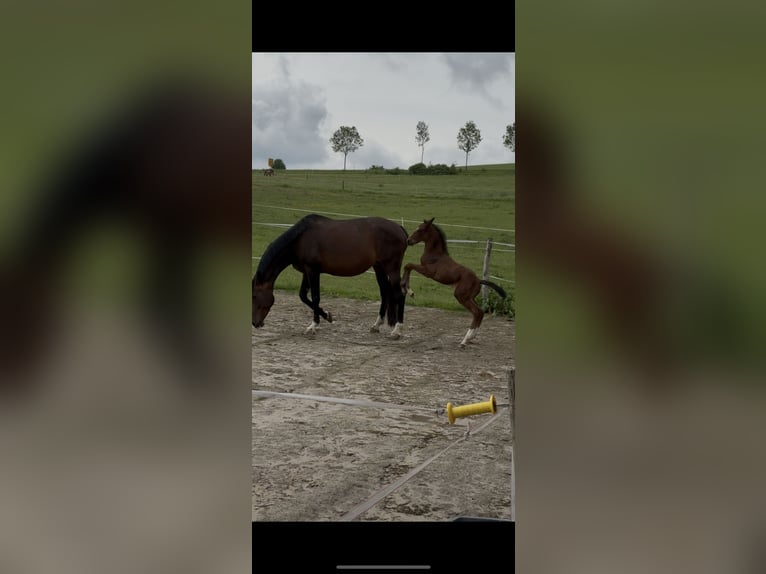 Westfale Hengst  170 cm Dunkelbrauner in Beverungen