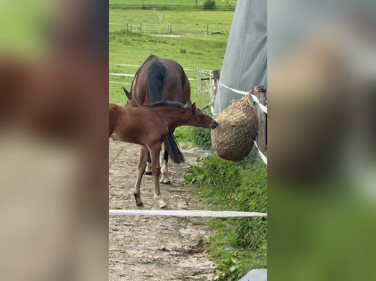Westfale Hengst  170 cm Dunkelbrauner in Beverungen