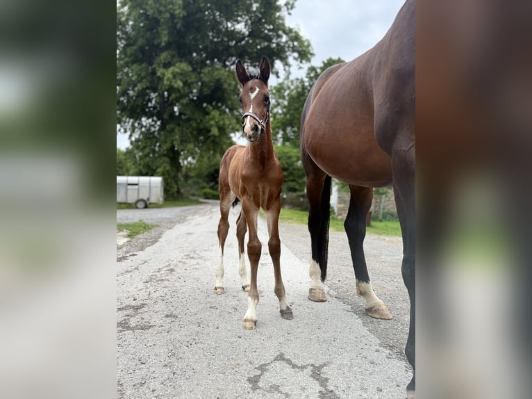 Westfale Hengst  170 cm Dunkelbrauner in Beverungen