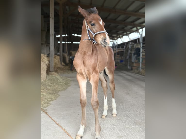Westfale Hengst  170 cm Dunkelbrauner in Beverungen