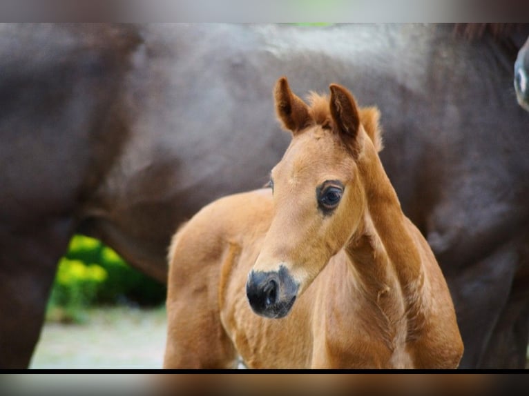 Westfale Hengst Fohlen (03/2026) 170 cm Dunkelfuchs in Horstmar