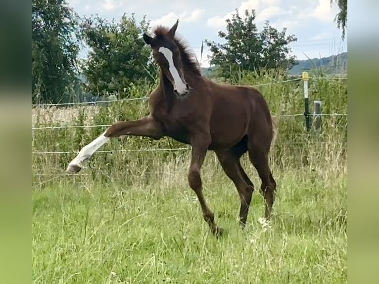 Westfale Hengst Fohlen (03/2024) 170 cm Dunkelfuchs in Emmerthal