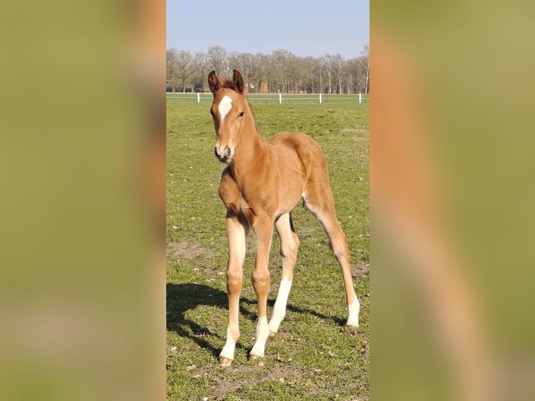 Westfale Hengst  170 cm Dunkelfuchs in Hopsten