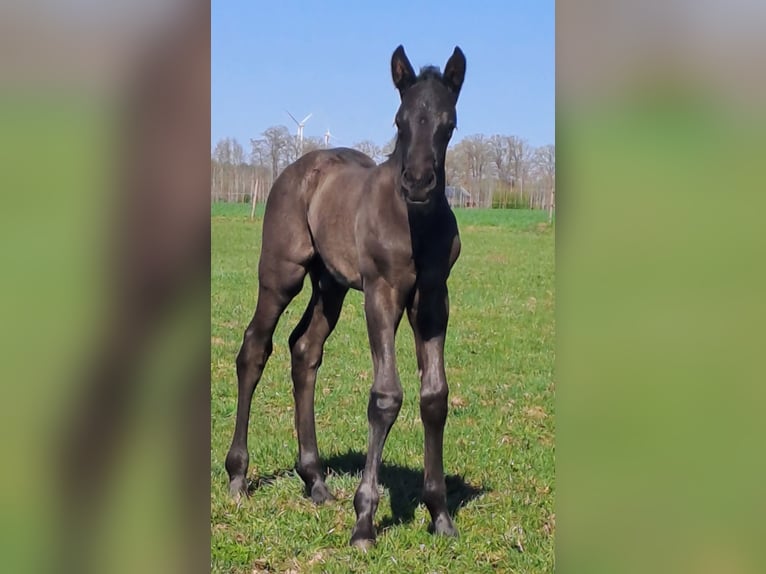 Westfale Hengst  170 cm Rappe in Hopsten