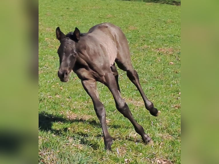 Westfale Hengst  170 cm Rappe in Hopsten