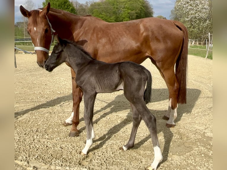 Westfale Hengst Fohlen (04/2025) 170 cm Rappe in Wipperf&#xFC;rthWipperf&#xFC;rth