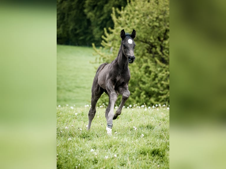 Westfale Hengst Fohlen (04/2024) 170 cm Rappe in Melle