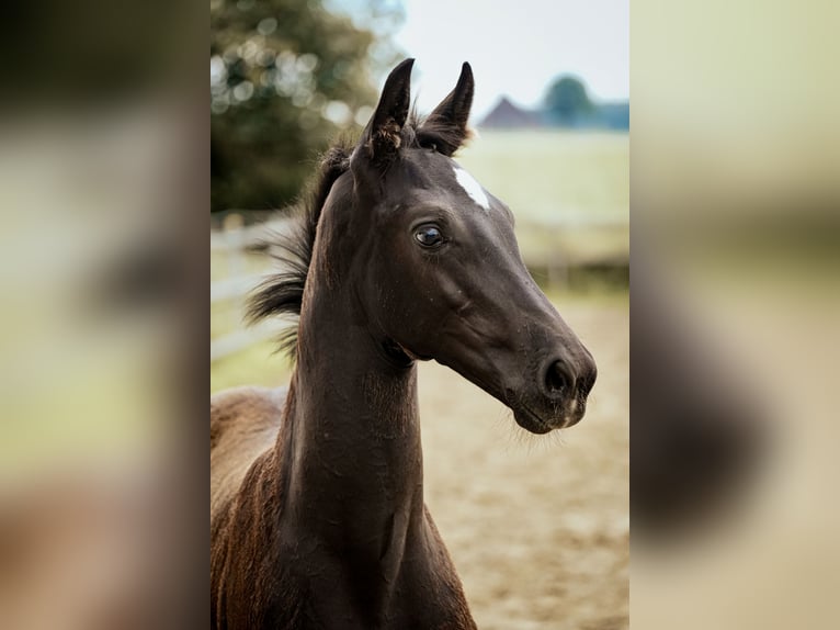 Westfale Hengst Fohlen (04/2024) 170 cm Rappe in Melle