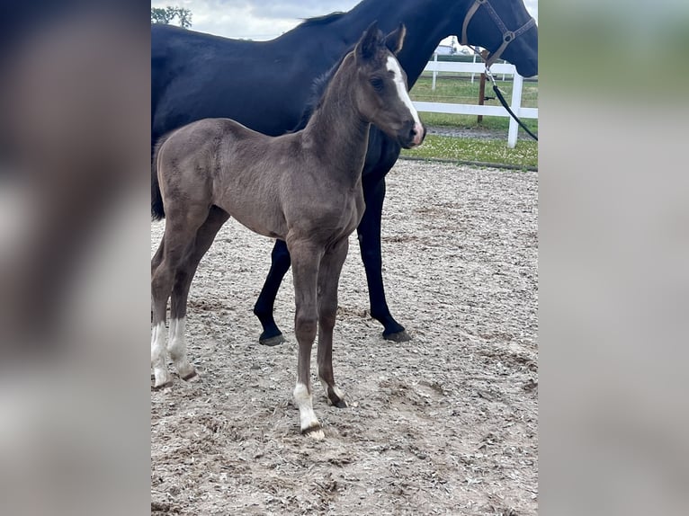 Westfale Hengst  170 cm Rappe in ReckeRecke