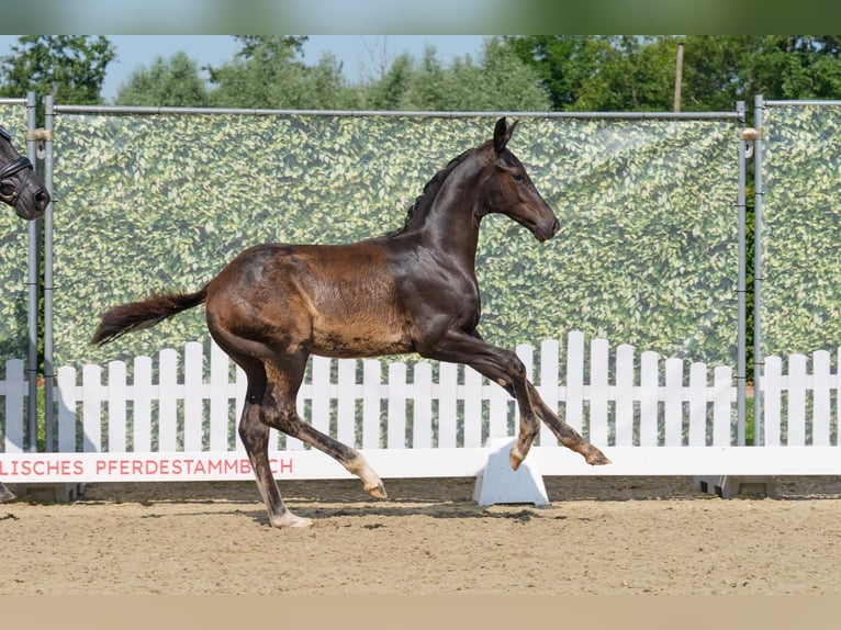 Westfale Hengst Fohlen (03/2026) 170 cm Rappe in Olfen