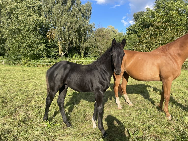 Westfale Hengst Fohlen (04/2025) 170 cm Rappe in Uslar
