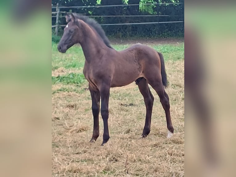 Westfale Hengst Fohlen (05/2026) 170 cm Rappe in Willebadessen
