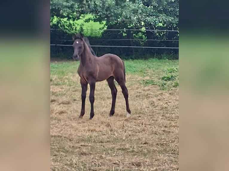 Westfale Hengst Fohlen (05/2026) 170 cm Rappe in Willebadessen