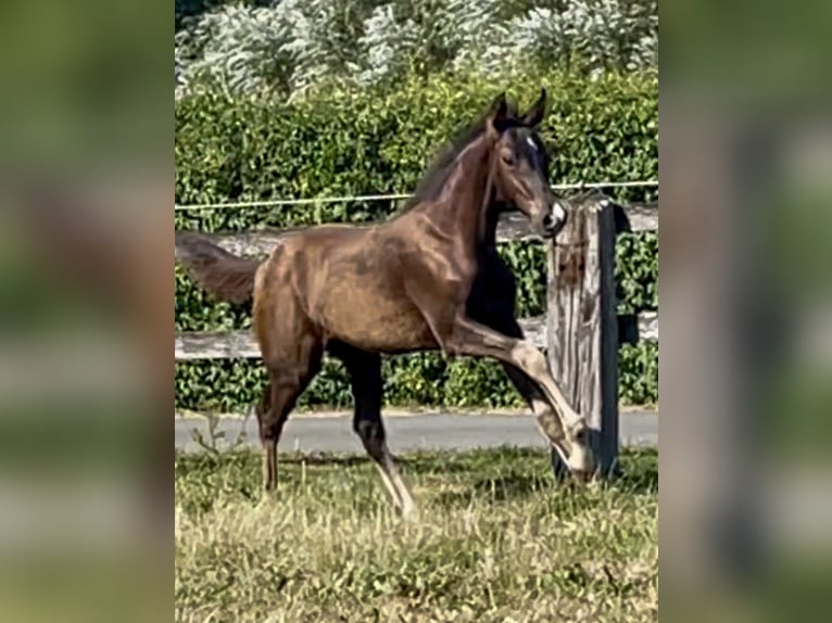 Westfale Hengst Fohlen (04/2026) 170 cm Schwarzbrauner in Dülmen