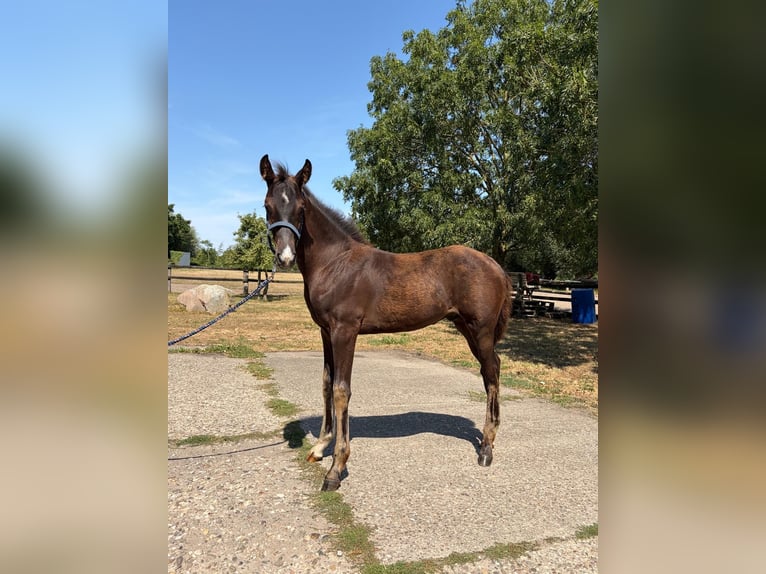 Westfale Hengst Fohlen (04/2026) 170 cm Schwarzbrauner in Dülmen