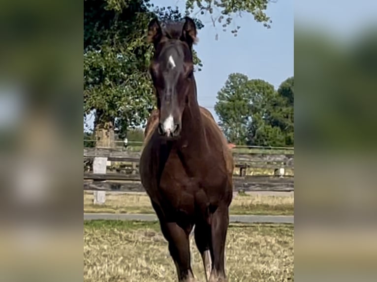 Westfale Hengst Fohlen (04/2026) 170 cm Schwarzbrauner in Dülmen